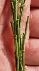 Erysimum marschallianum