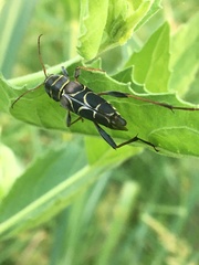 Neoclytus scutellaris