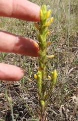 Orthocarpus luteus