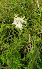 Filipendula ulmaria