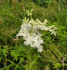 Filipendula ulmaria