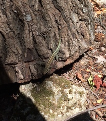 Anatololacerta pelasgiana