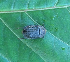 Thanatophilus rugosus