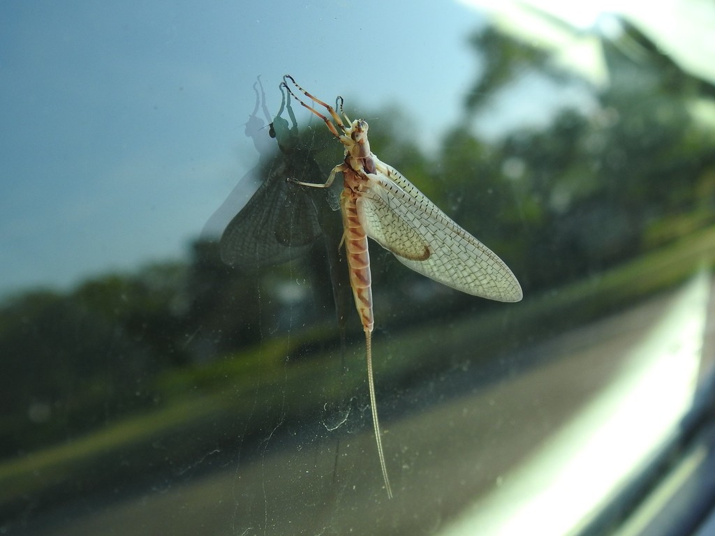 Giant Mayfly from Lorain, OH, USA on July 17, 2020 at 08:36 AM by Ben ...