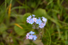 Myosotis alpestris