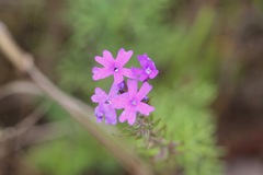 Glandularia canadensis