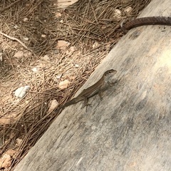 Podarcis pityusensis