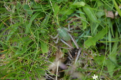 Psorodonotus