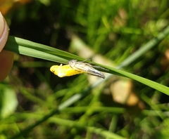Cicadella