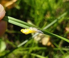 Cicadella