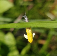 Cicadella