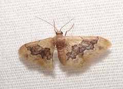 Idaea gemmata