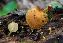 Pholiota subsulphurea