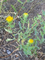 Grindelia nana
