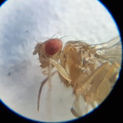 Drosophila funebris