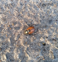 Anisoplia austriaca
