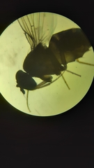 Drosophila funebris