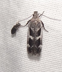 Filatima obidenna