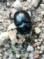 Anoplotrupes