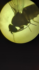 Drosophila funebris