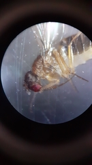 Drosophila funebris