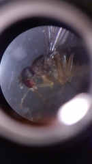 Drosophila funebris