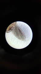 Drosophila funebris