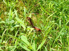 Diogmites basalis