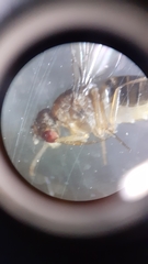 Drosophila funebris