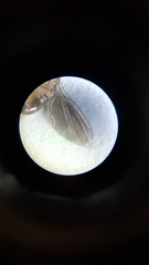 Drosophila funebris