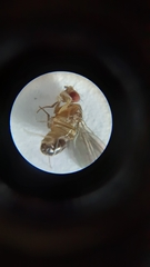 Drosophila funebris