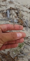 Festuca saximontana