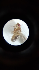 Drosophila funebris