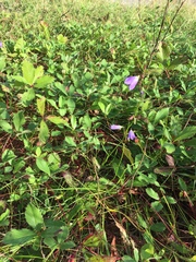 Campanula rotundifolia