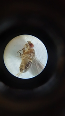 Drosophila funebris