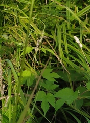 Humulus lupulus