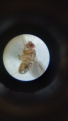 Drosophila funebris