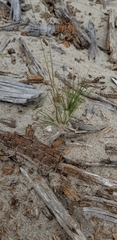 Festuca saximontana