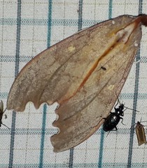 Euhampsonia niveiceps