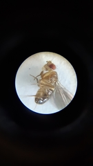 Drosophila funebris