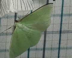 Tanaoctenia haliaria