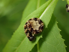 Tenthredo bipunctula