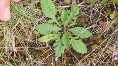 Scabiosa ochroleuca