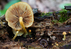 Pholiota subsulphurea