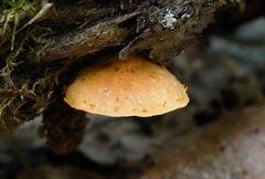 Pholiota subsulphurea