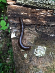 Narceus americanus