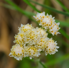 Antennaria neglecta