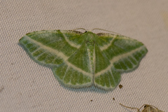 Dichorda iridaria