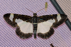 Heliomata cycladata
