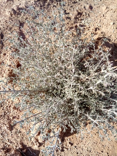 Trichodesma calcaratum
